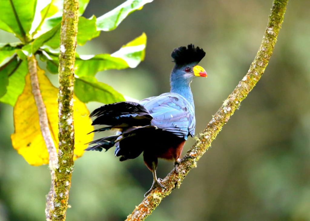 Observación de aves en el Parque Nacional de Semuliki