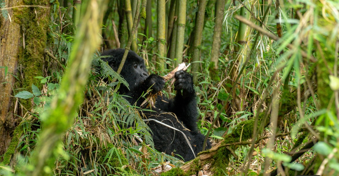 Permisos con descuento para el con gorilas en Uganda
