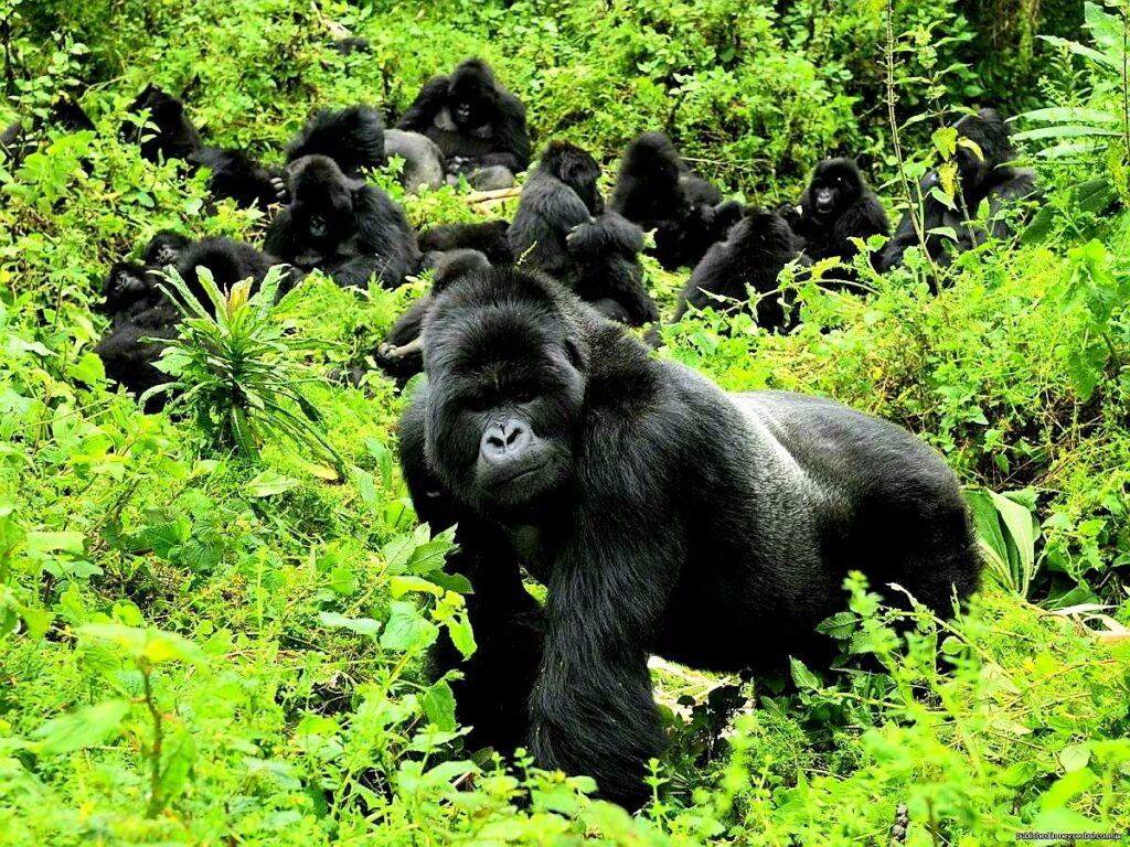 Planificar un safari para ver gorilas en Uganda