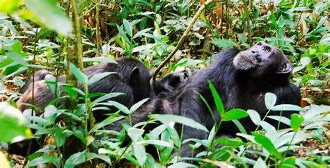¿Por qué visitar el bosque de Kibale en abril, mayo o noviembre?