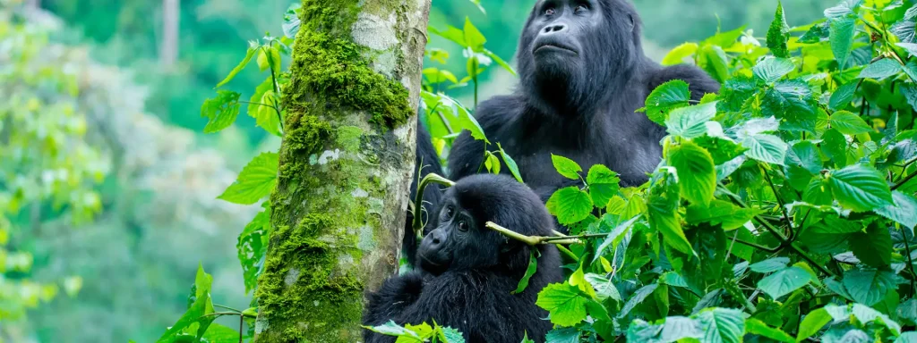 Qué llevar para un safari de gorilas de montaña