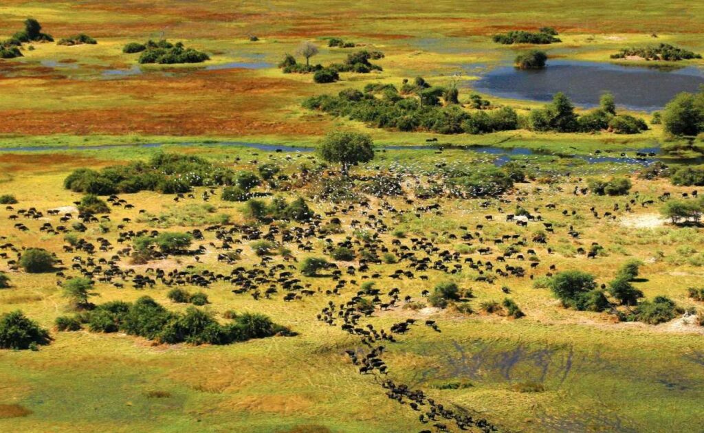 Reserva de safaris aéreos 