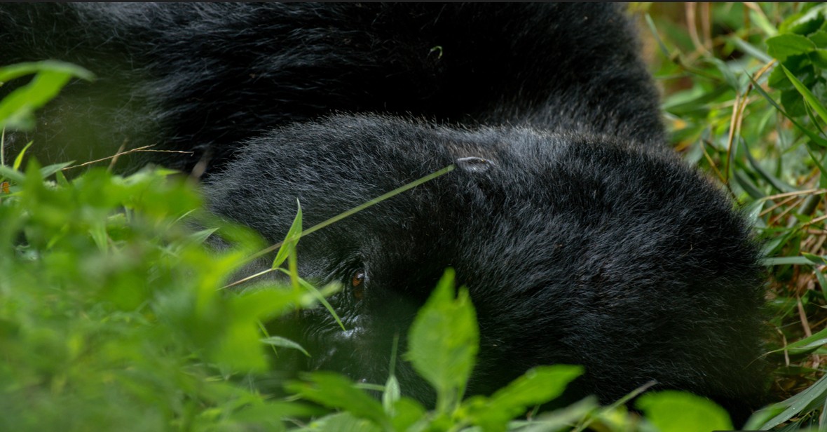 Safari de habituación de gorilas en avión al Parque Nacional Impenetrable de Bwindi