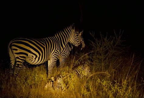 Safaris nocturnos en Uganda la guía definitiva de los safaris nocturnos