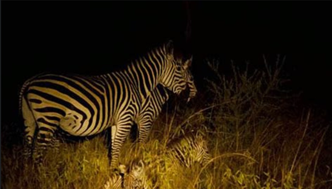 Safaris nocturnos en Uganda: