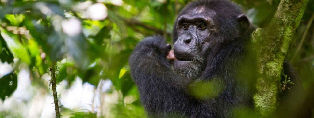 Seguimiento estándar de chimpancés