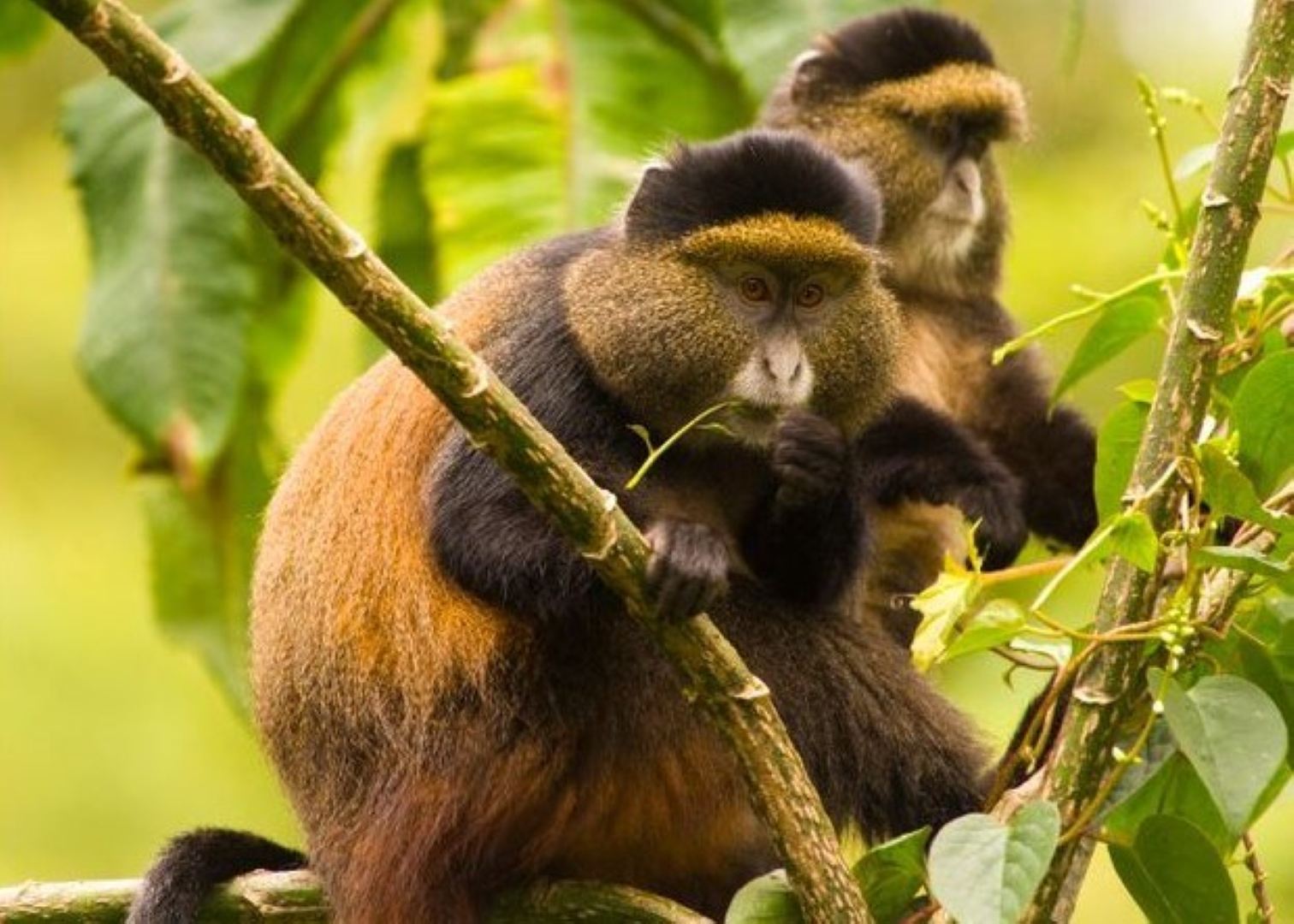 Senderismo para observar monos dorados en Ruanda