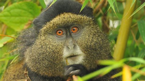 La mejor época para visitar Ruanda y ver a los monos dorados