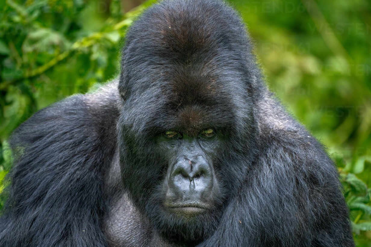 Turismo de gorilas de montaña en África