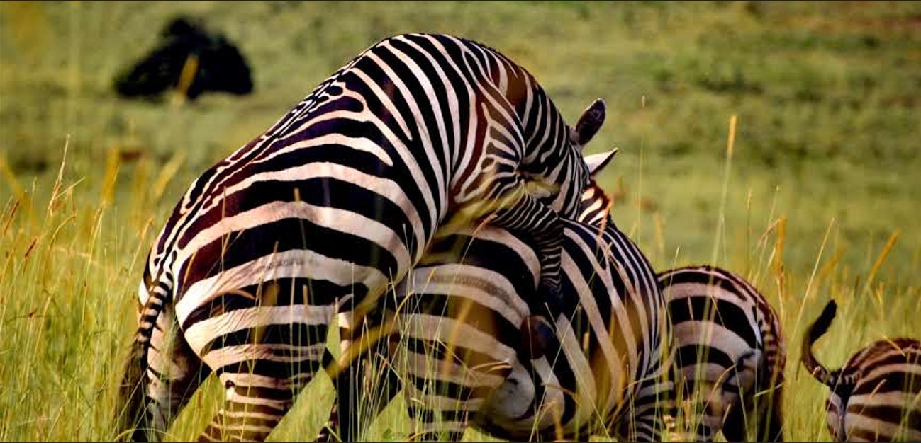 Un safari en el Parque Nacional del Valle de Kidepo