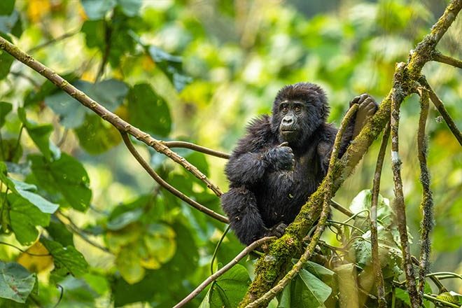 ¿Cuáles son las posibilidades reales de ver gorilas en Bwindi, Uganda?