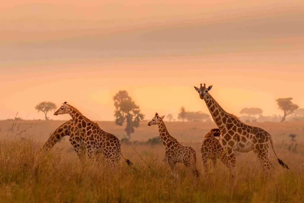 ¿Es seguro viajar a Uganda hoy en día?