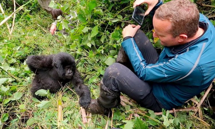 ¿Son amigables los gorilas de montaña en África?
