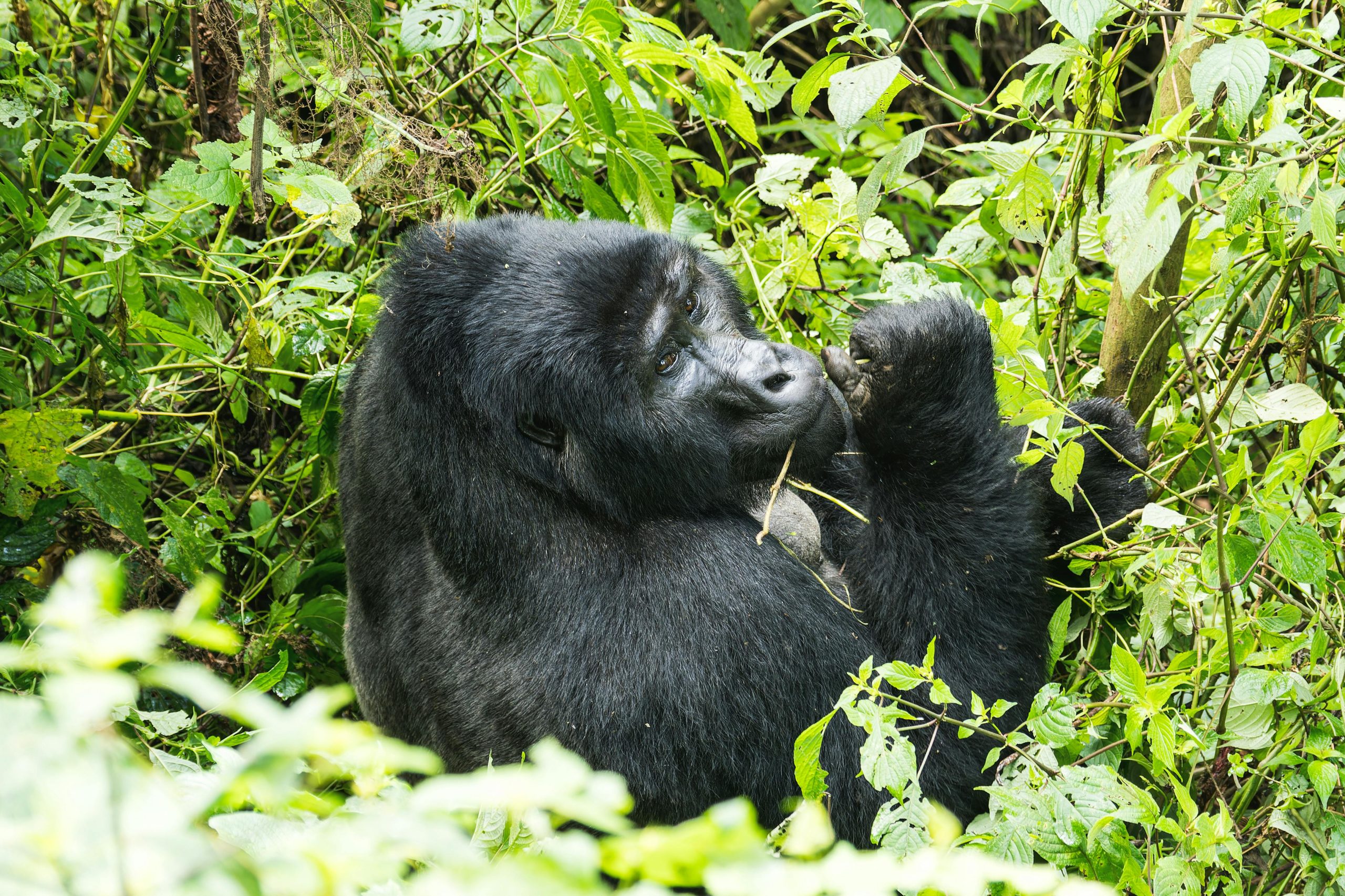 Cuándo se debe reservar un safari para ver gorilas
