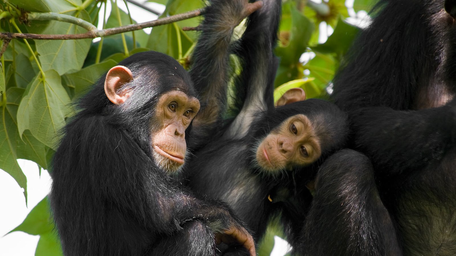 Dónde practicar el avistamiento de chimpancés en Ruanda