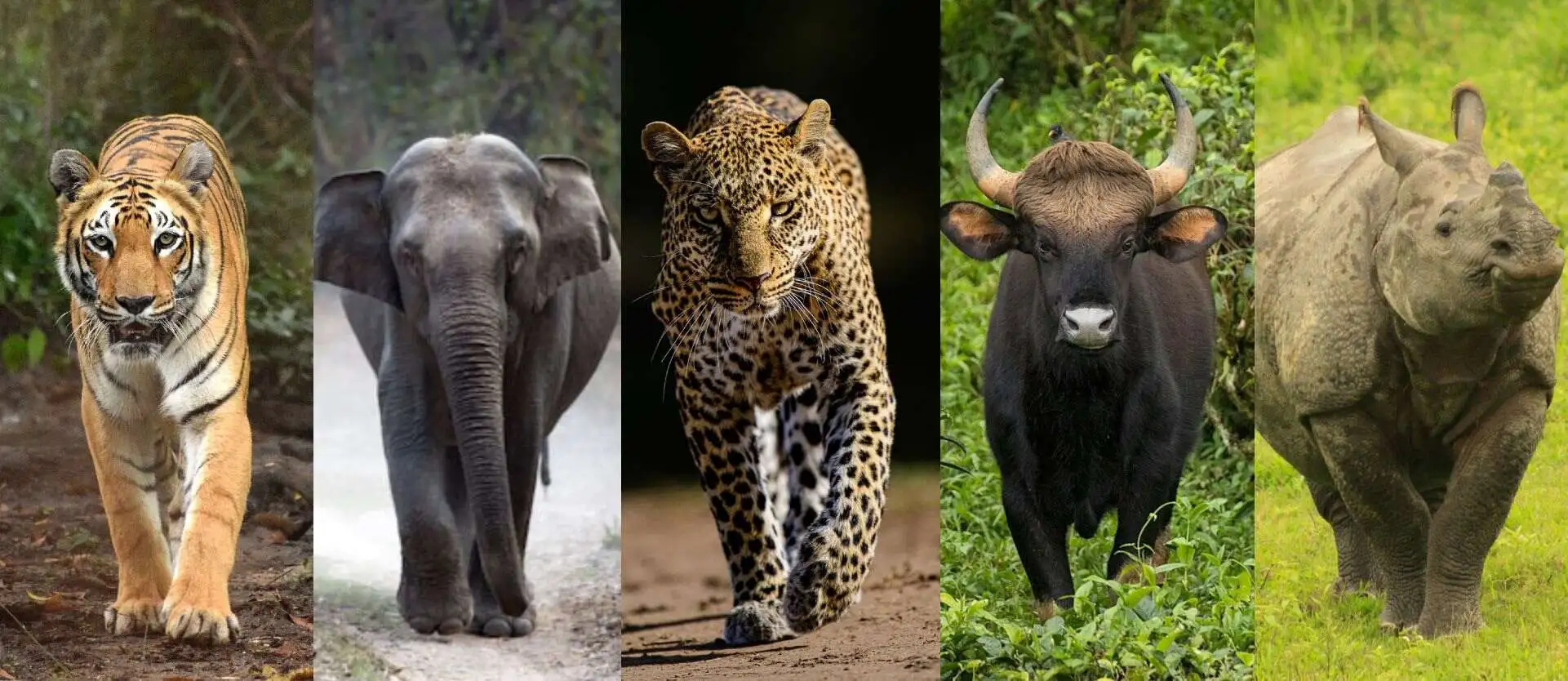 Lo que no te puedes perder en un safari en Uganda