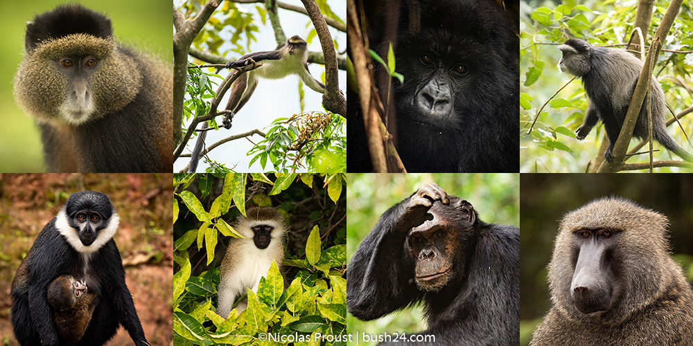 Los mejores lugares para observar primates en Ruanda
