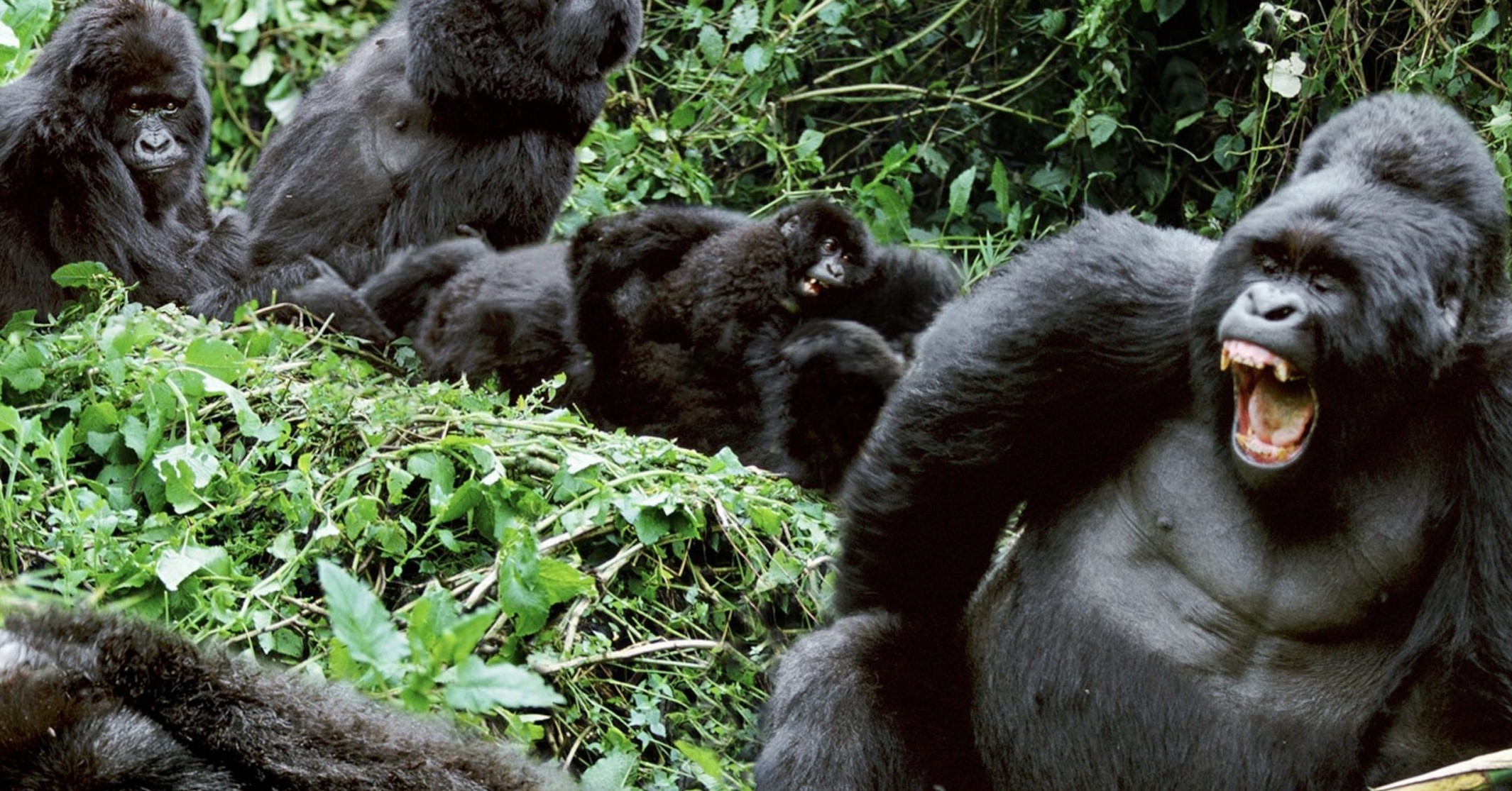 Nuevo-precio-del-permiso-de-habituacion-de-gorilas-en-Uganda