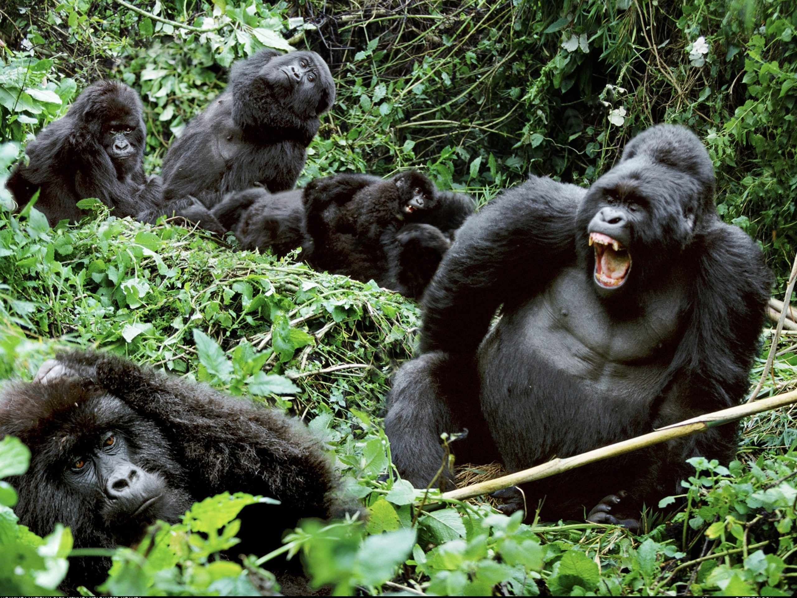 Nuevo precio del permiso de habituación de gorilas en Uganda