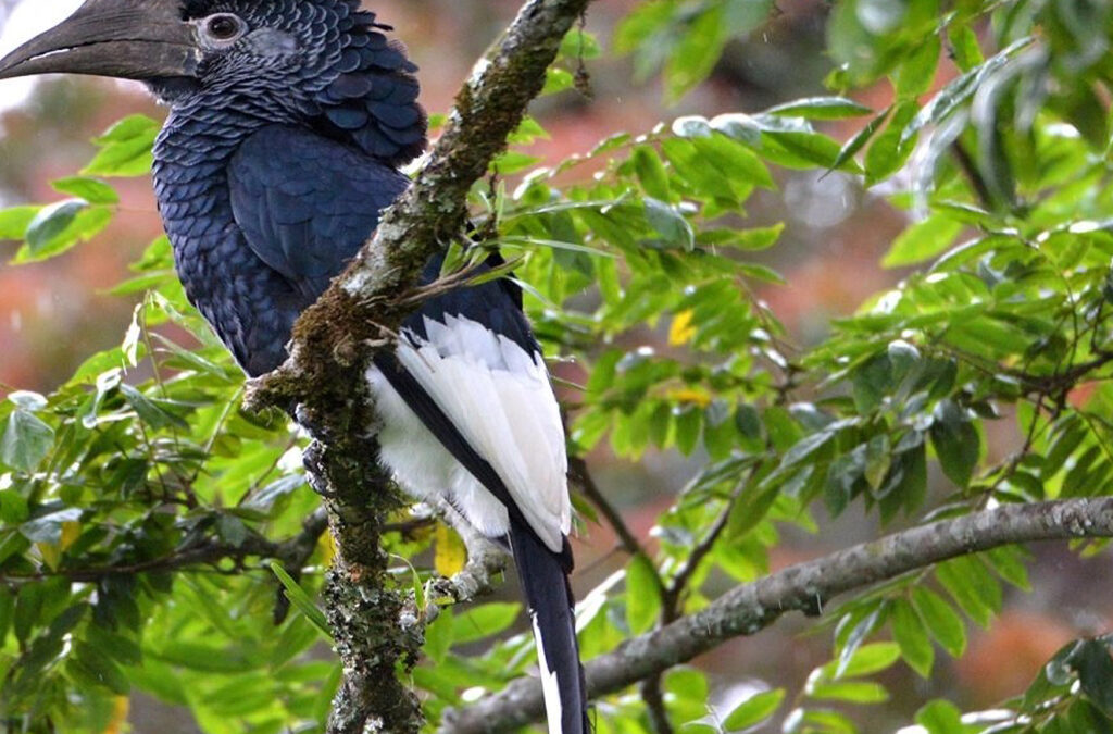 Observación de aves