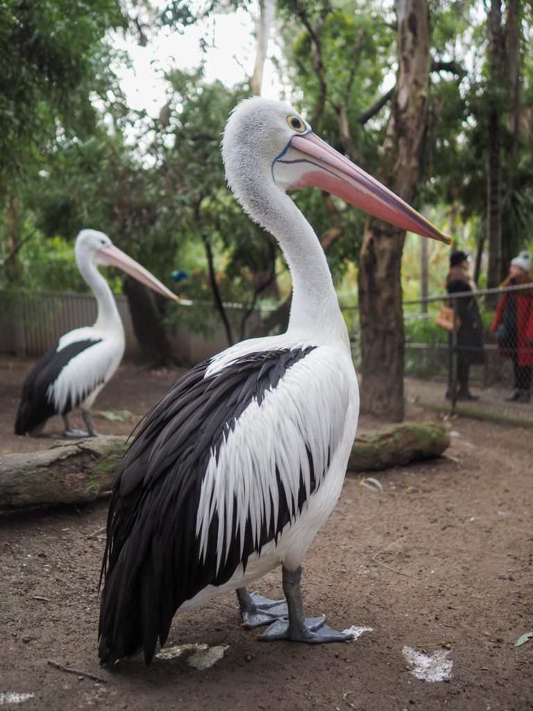 Otra fauna en el desfiladero 