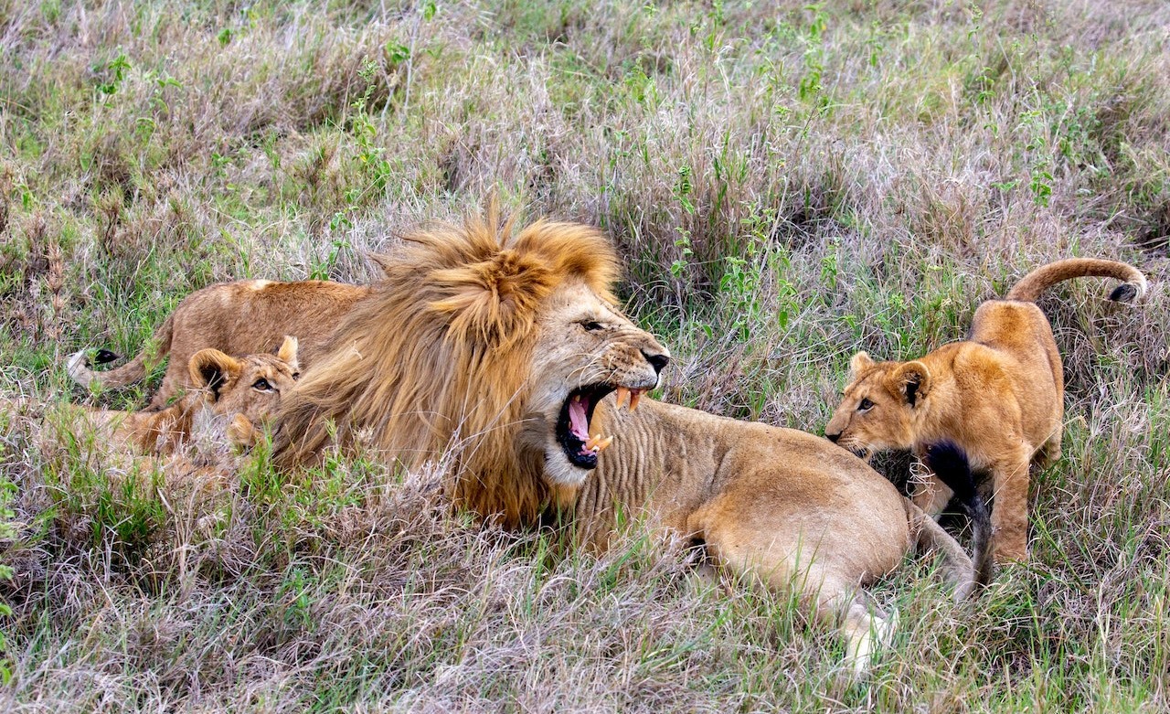Qué convierte al Parque Nacional Reina Isabel en uno de los mejores destinos para hacer un safari