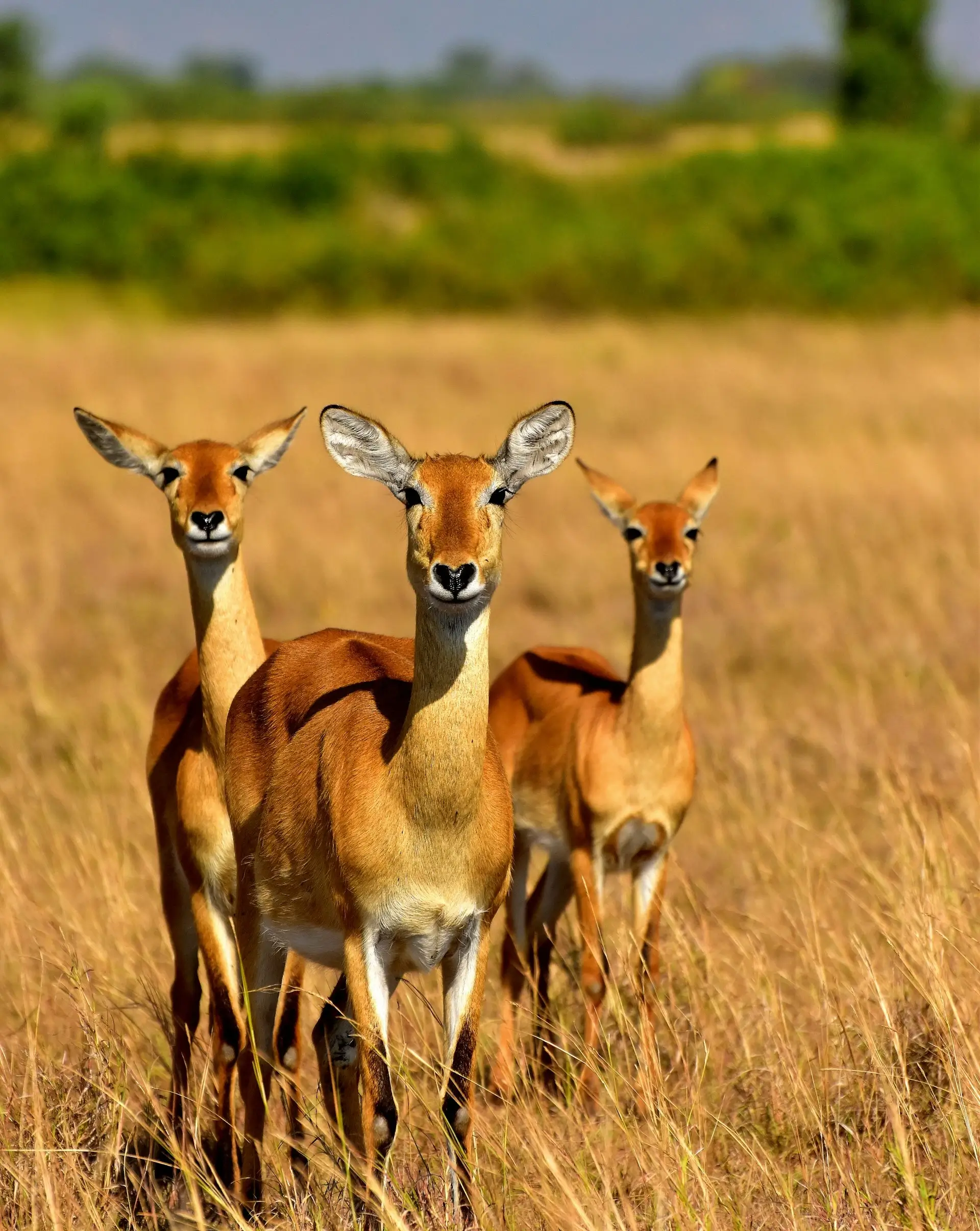 Qué convierte al Parque Nacional Reina Isabel en uno de los mejores destinos para hacer un safari