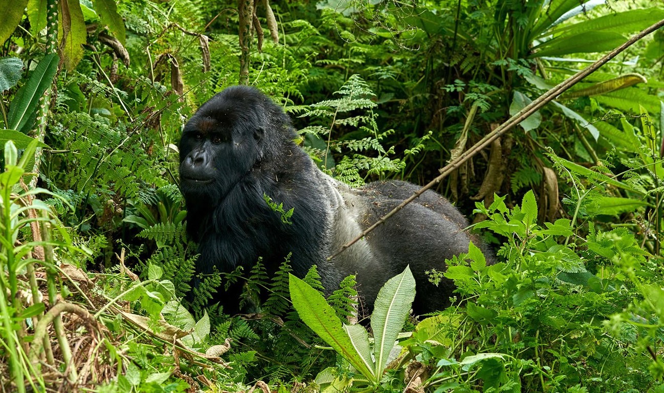 Que-hace-que-el-Parque-Nacional-Impenetrable-de-Bwindi-sea-tan-especial