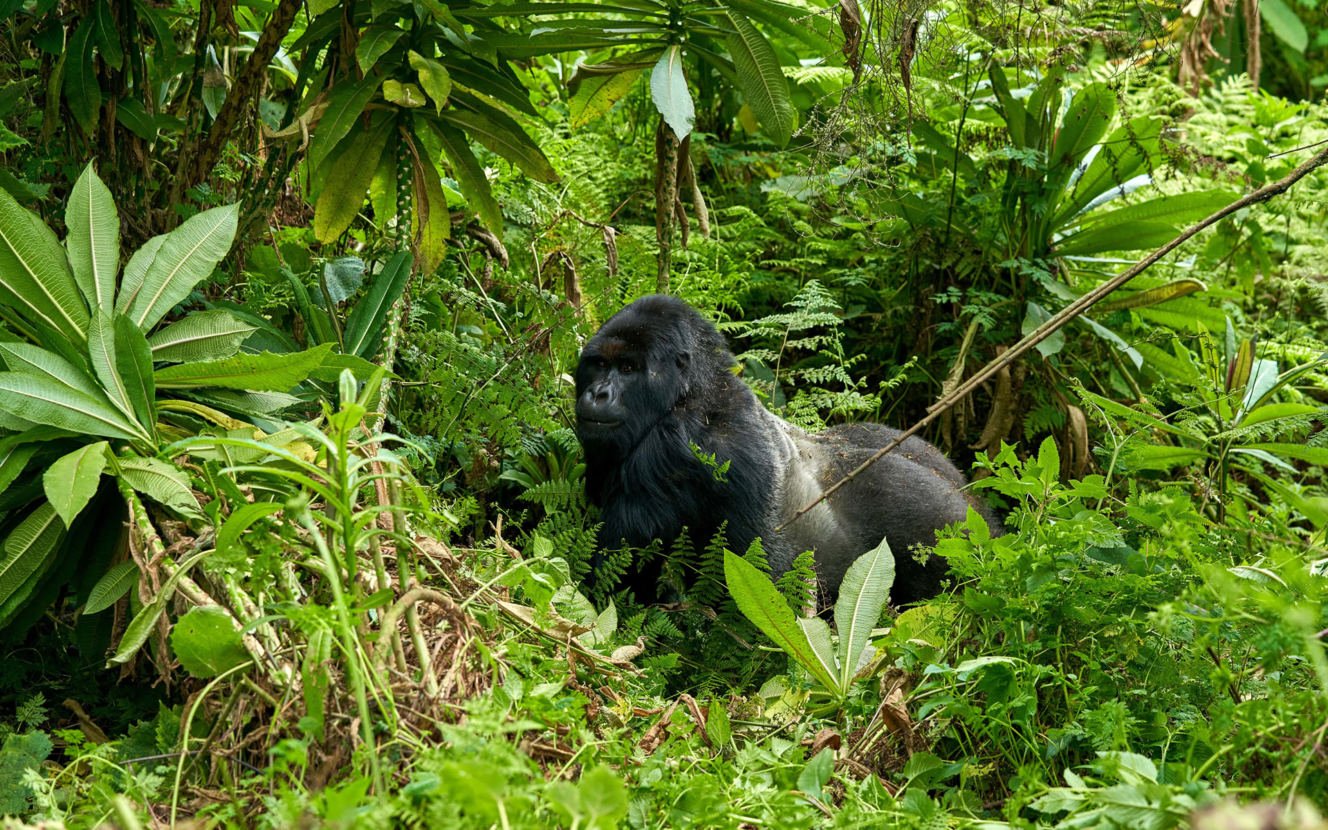 Qué hace que el Parque Nacional Impenetrable de Bwindi sea tan especial