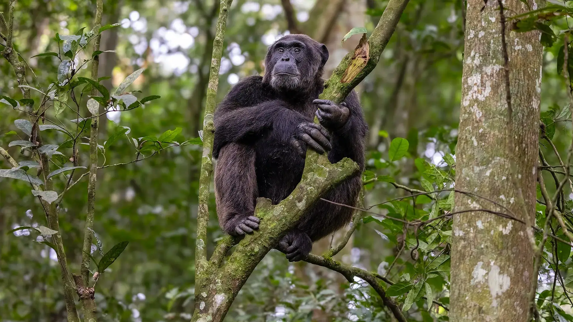 Rastreo de chimpancés en el desfiladero de Kyambura