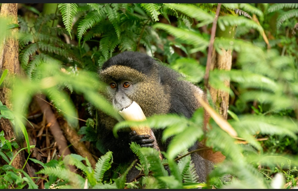 Rastreo de monos dorados en el Parque Nacional de Mgahinga