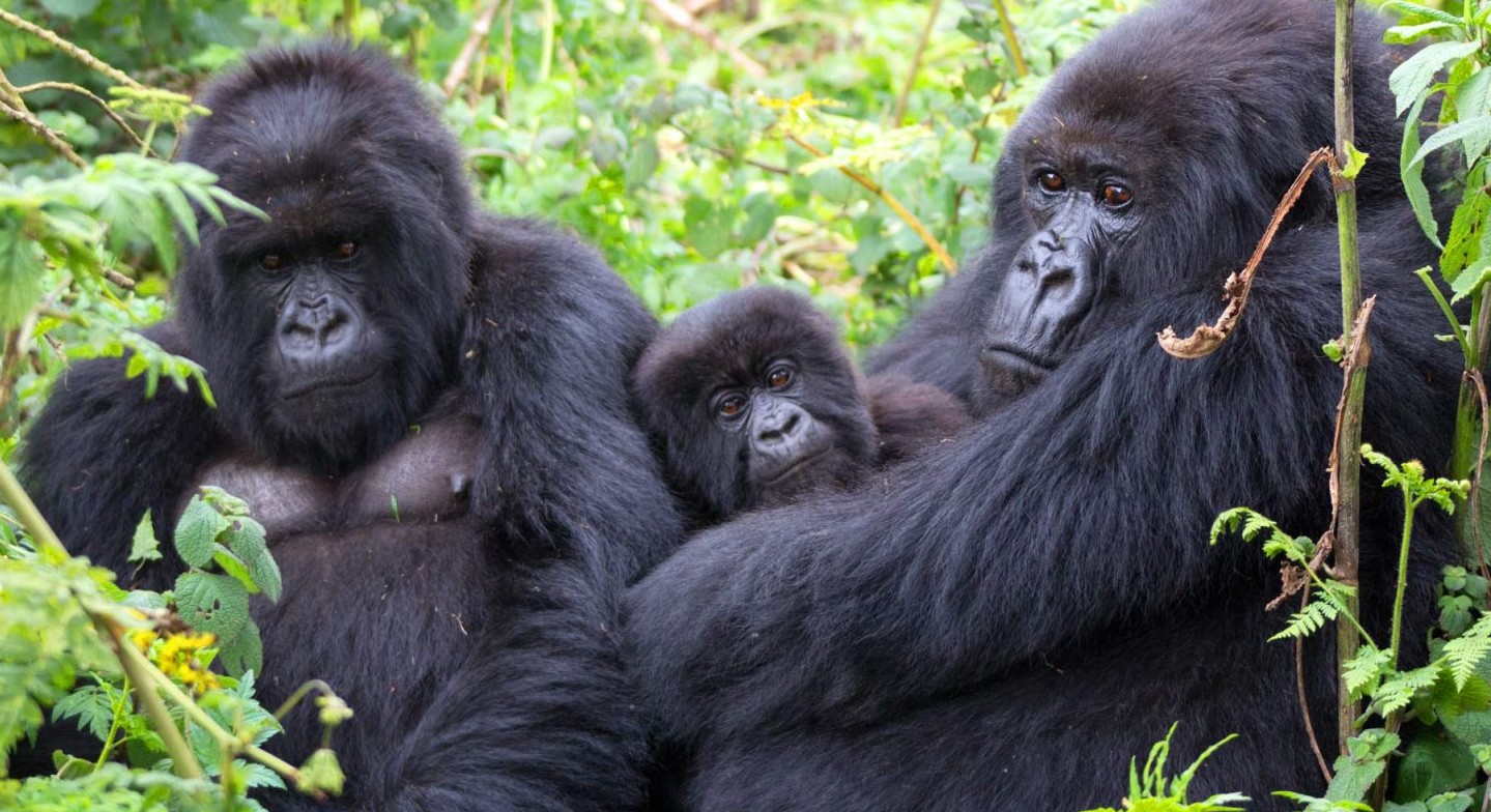 Se han abierto dos grupos más de gorilas para el trekking en Bwindi