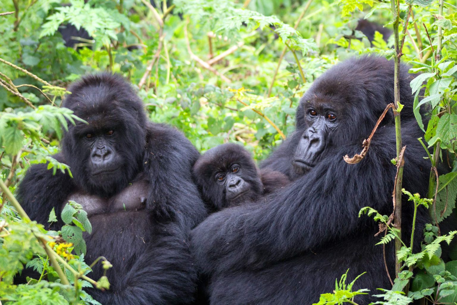 Se han abierto dos grupos más de gorilas para el trekking en Bwindi