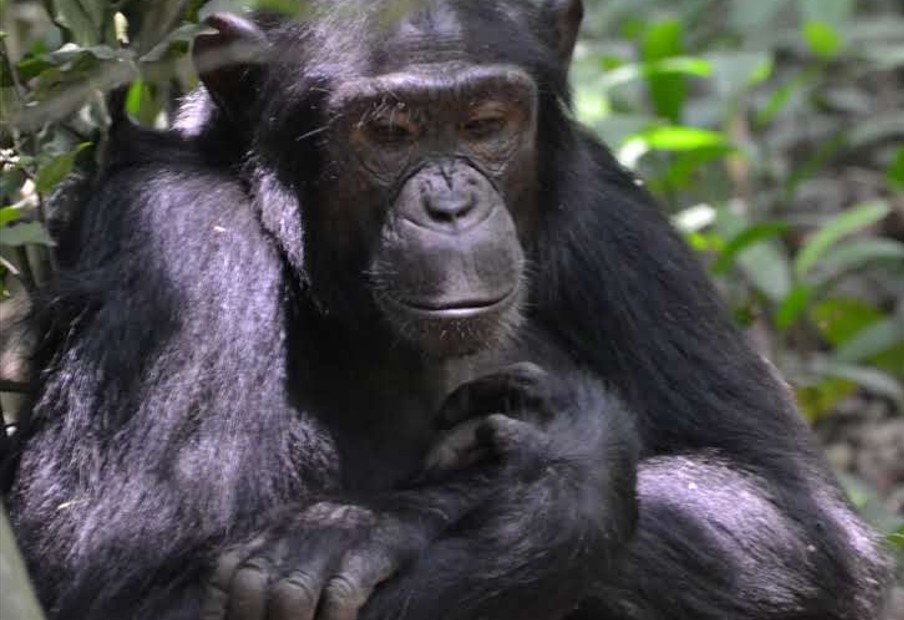 Senderismo para observar chimpancés en el desfiladero de Kyambura 2027