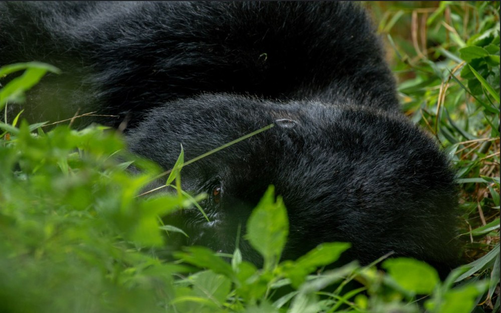 Uganda o Ruanda para el trekking con gorilas cuál es la mejor opción